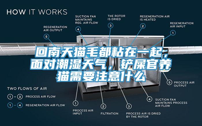 回南天貓毛都粘在一起，麵對潮濕天氣，鏟屎官養貓需要注意什麽