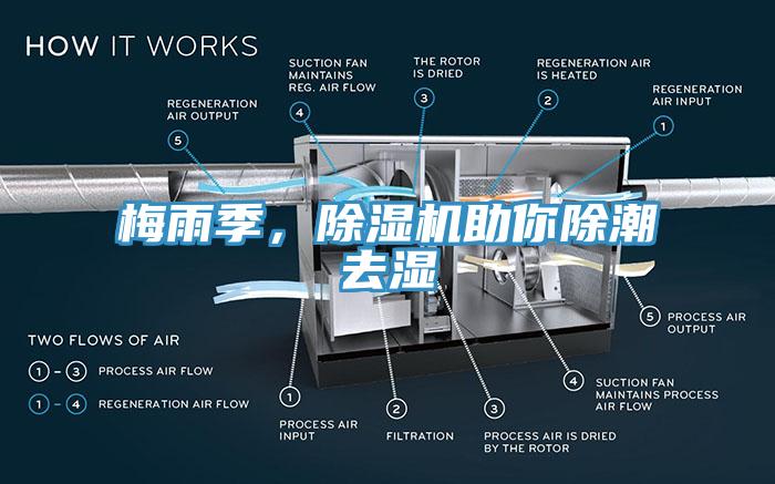 梅雨季，杏仁视频APP成人官方污助你除潮去濕